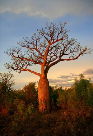 Boab tree