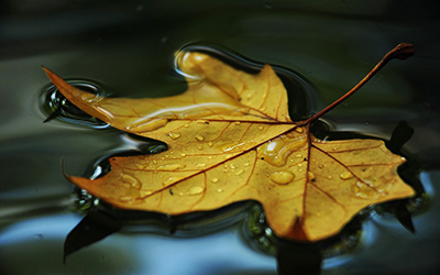 Leaf floating on water