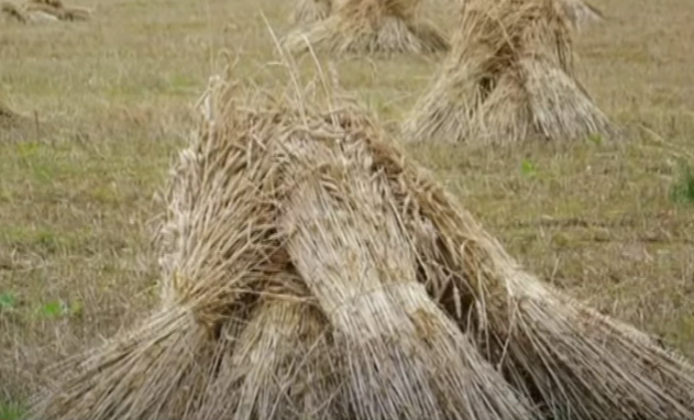 Wheat sheaves