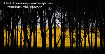 canola crop through trees