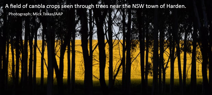 canola crop through trees