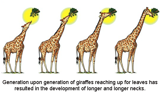 Lamarck giraffes