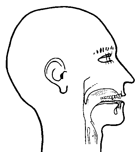 diagram of a human head