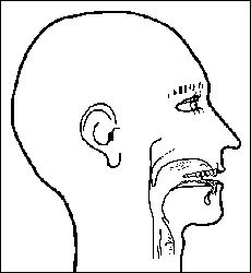 diagram of a human head