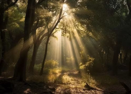 Sunlight through trees